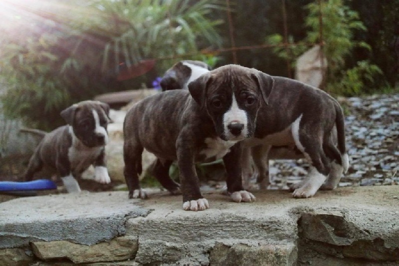Neochrome - Chiot disponible  - American Staffordshire Terrier