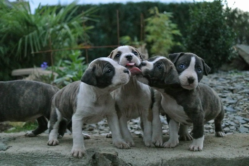 chiot American Staffordshire Terrier Neochrome