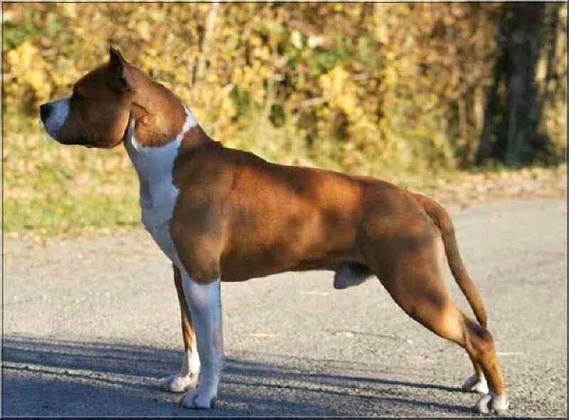 Neochrome Harco
