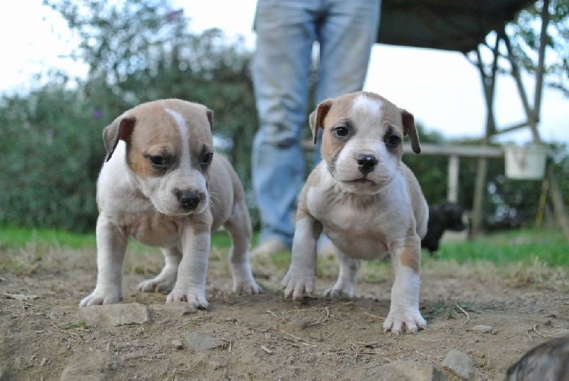 Neochrome - Chiots disponibles - American Staffordshire Terrier